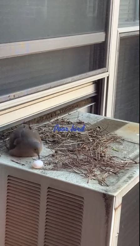 鳥在冷氣築巢風水|【家中有鳥築巢】鳥築巢兆頭！家中有鳥築巢的風水好運